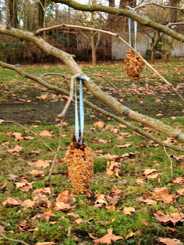 pine cone bird feeder 8