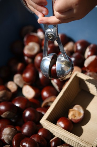 collecting chestnuts