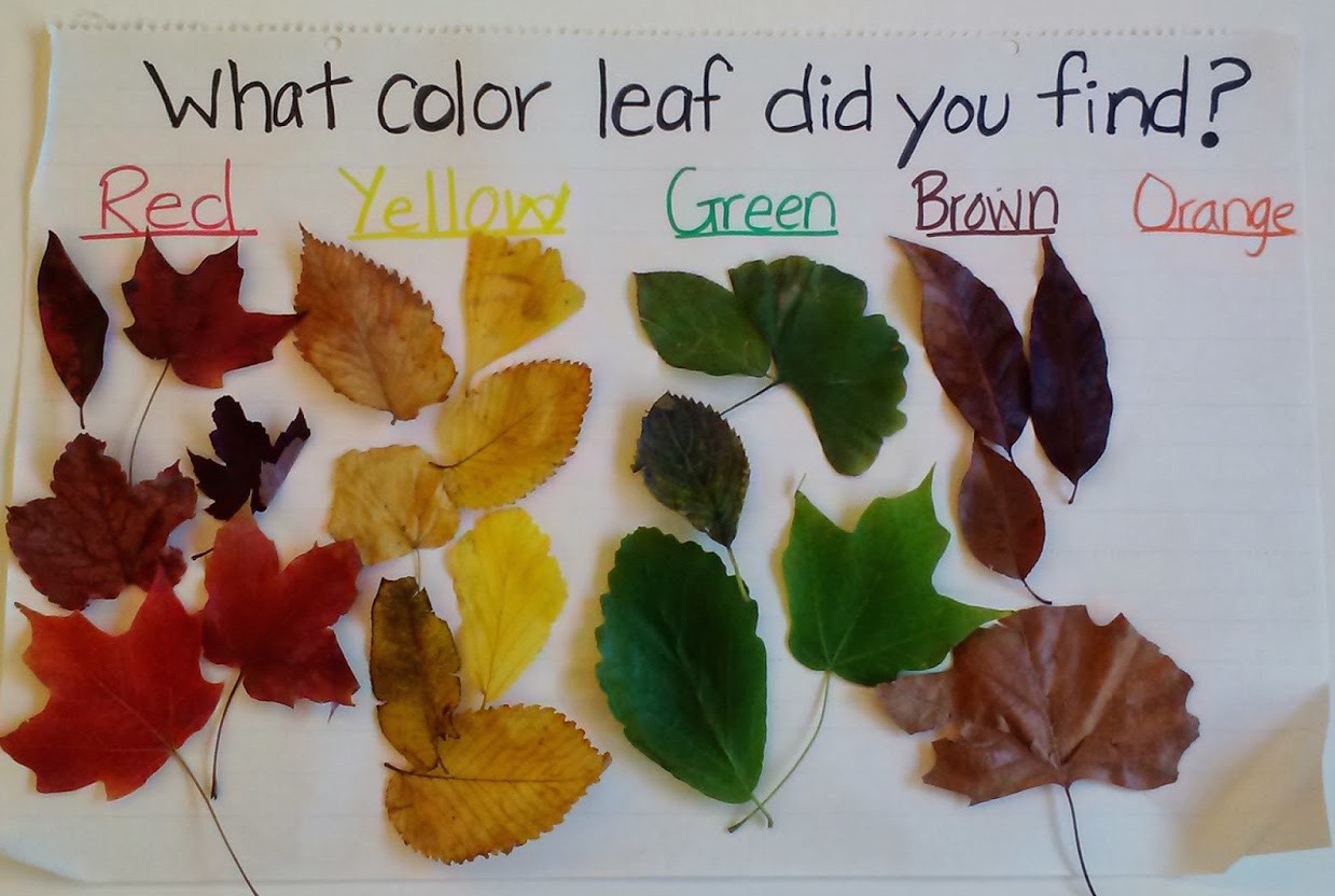 leaf sorting | Fun With Kids