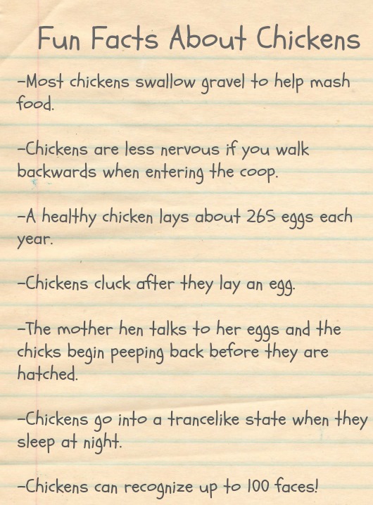 fun facts about chickens