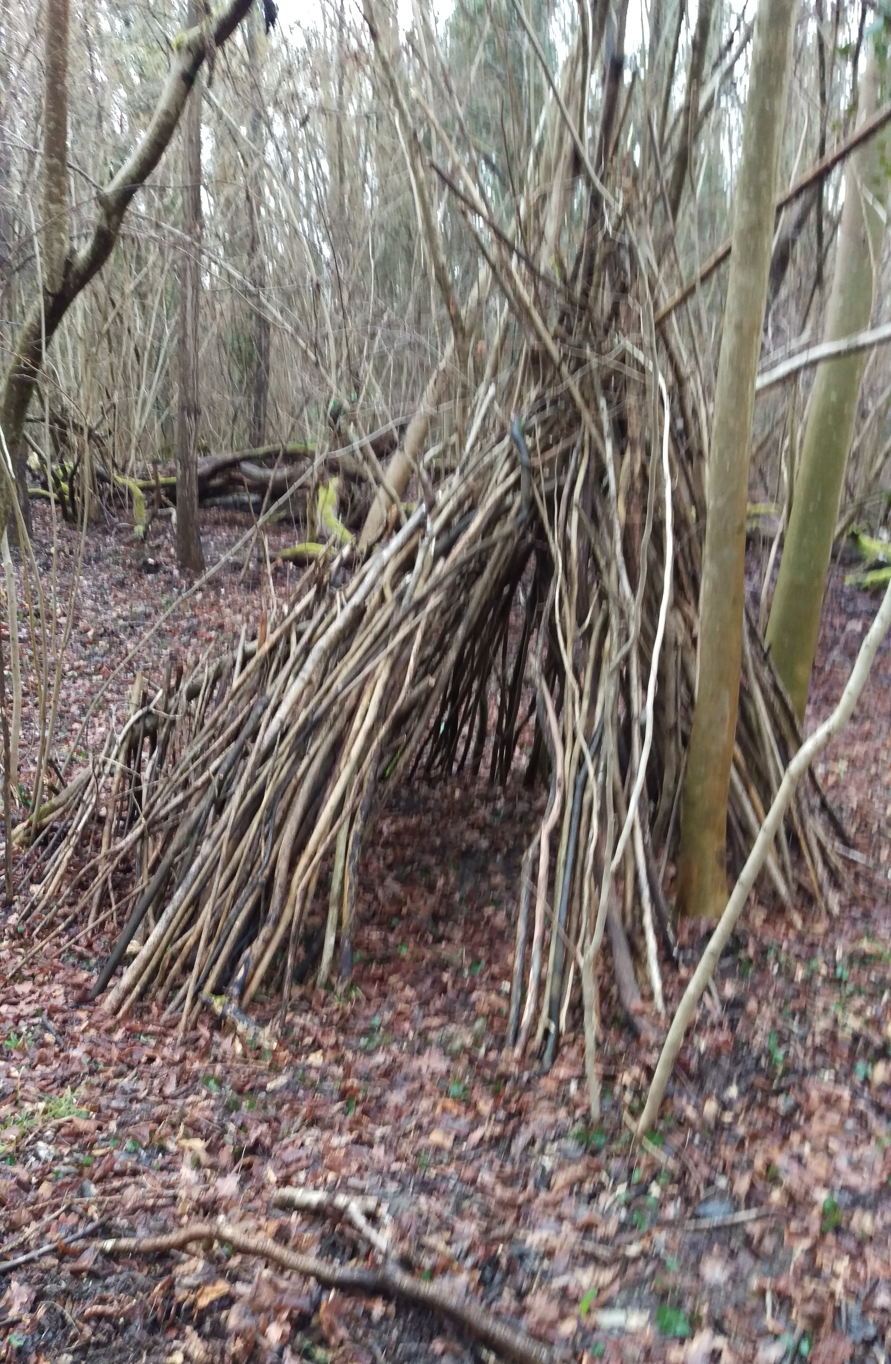 wald_haus