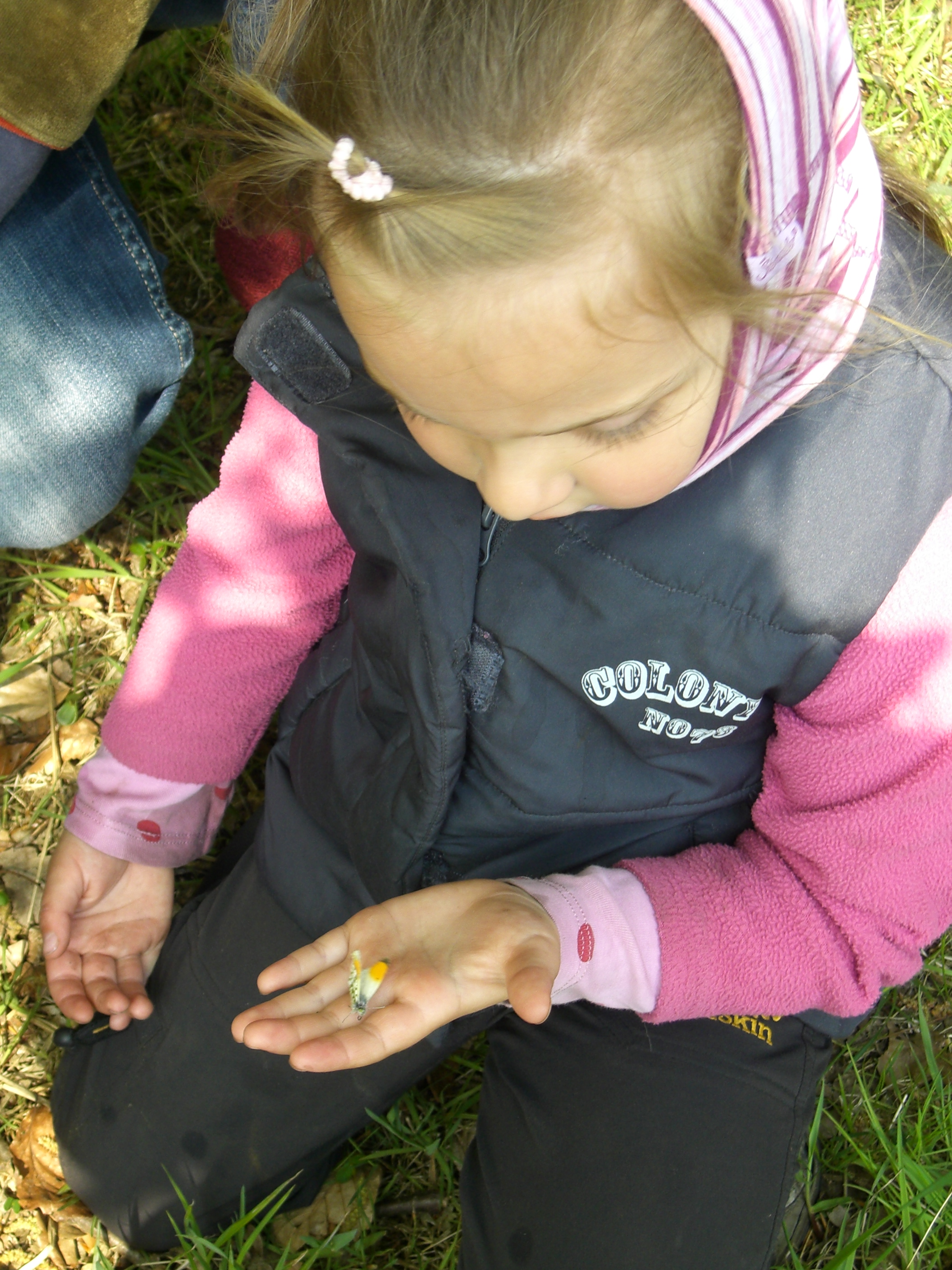 wald_insekt_hand
