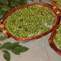 zejt-iz-zejtun-olives